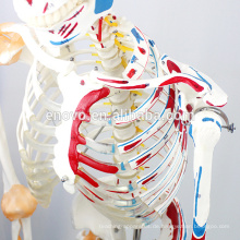SKELETON03-1 (12363-1) Medizinische Wissenschaft lebensgroßes medizinisches flexibles Skelett mit Muskeln und Bändern, 170cm Skeleton Modell